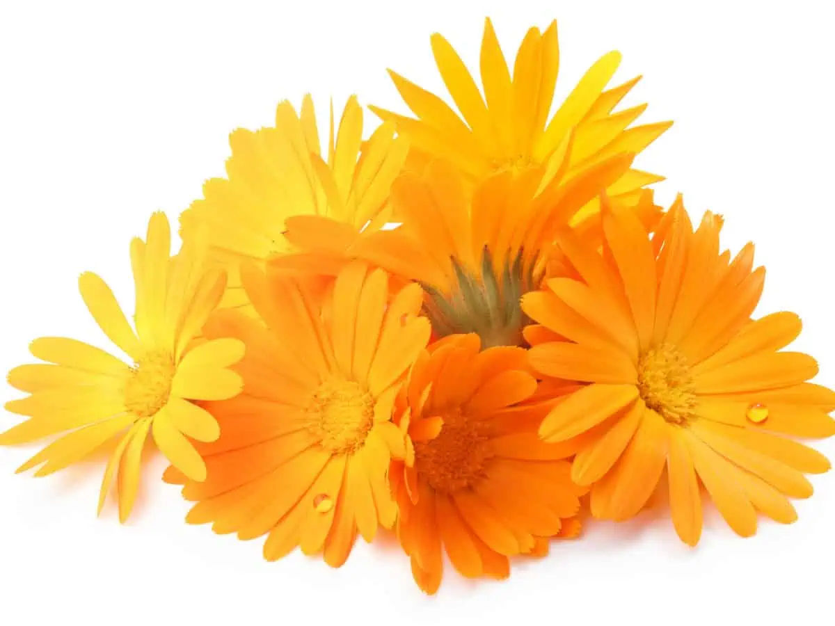 домашно лечение на хемороиди