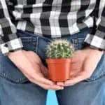 Кървят ли хемороидите